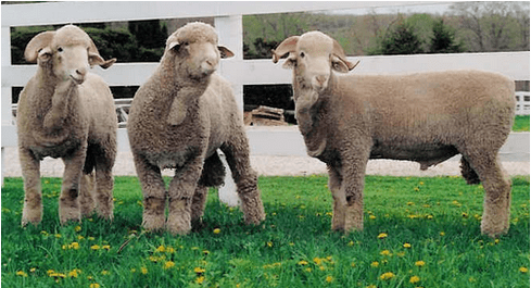 Delaine Merino DelaineMerino Sheep Sheep Breeds Raising Sheep