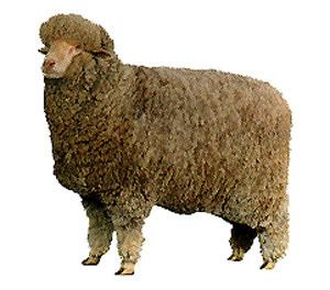 Delaine Merino Breeds of Livestock Delaine Merino Sheep Breeds of Livestock