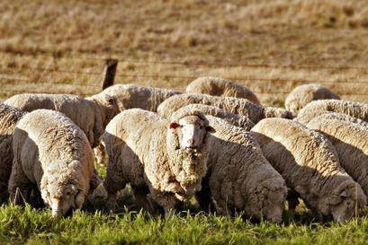 Delaine Merino DelaineMerino Sheep Sheep Breeds Raising Sheep