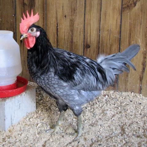 Delaware Blue Hen New pics of my Delaware Blue Hen roosters