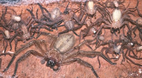 Delena cancerides An Evolving Romance with Spiders Behavior Evolution and Sociality