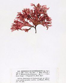 Delesseriaceae httpsuploadwikimediaorgwikipediacommonsthu
