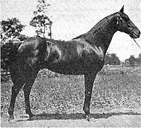 Delhi (horse) httpsuploadwikimediaorgwikipediacommonsthu