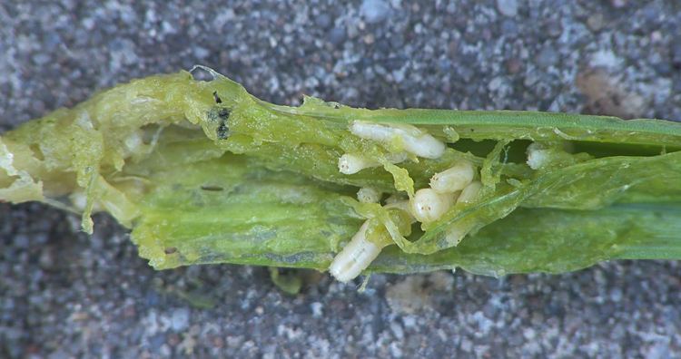 Delia antiqua FileDelia antiqua maggots at Allium porrum uienvlieg maden op