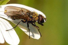 Delia (fly) httpsuploadwikimediaorgwikipediacommonsthu