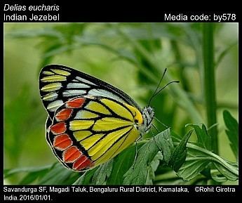 Delias eucharis Delias eucharis Indian Jezebel Butterflies of India