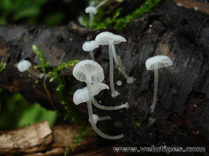 Delicatula Delicatula integrella suonihiippo Natural Fungi in Finland