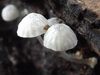 Delicatula Delicatula integrella woodland mushroom