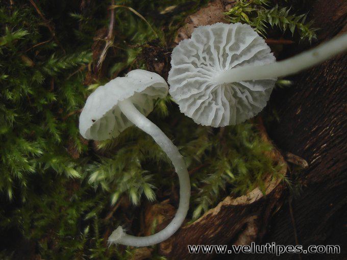 Delicatula Delicatula integrella suonihiippo Natural Fungi in Finland