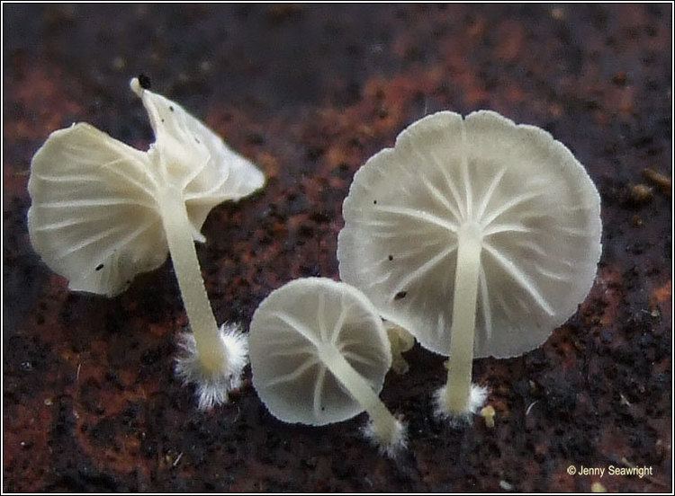 Delicatula Irish fungi and lichens Delicatula integrella