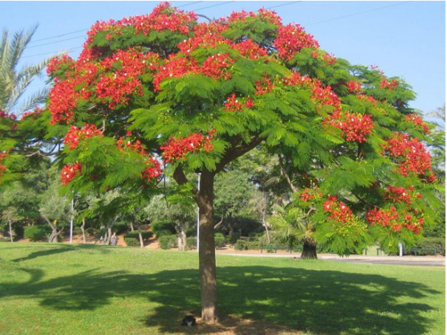 A Delonix regia tree blooming red flowers