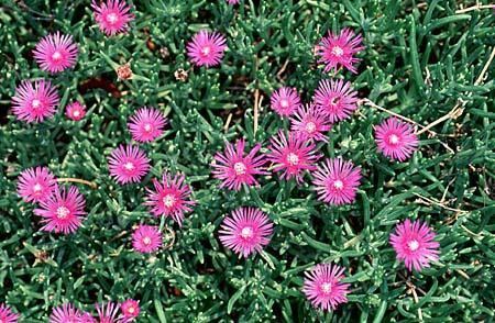 Delosperma cooperi DelosCo1jpg