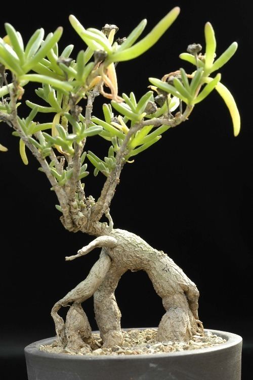 Delosperma Napiforme mestoklema macrorrhizum bonsai mesemb plant seed 50 SEEDS