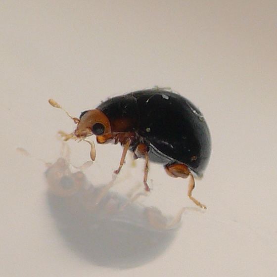 Delphastus pusillus Lady beetle Delphastus pusillus BugGuideNet