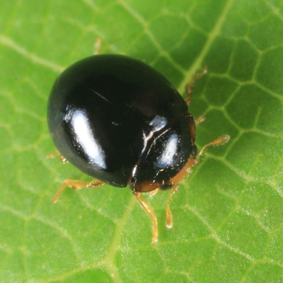 Delphastus pusillus tiny Lady Beetle Delphastus pusillus BugGuideNet
