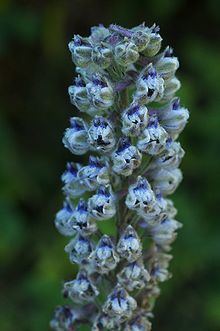 Delphinium californicum httpsuploadwikimediaorgwikipediacommonsthu