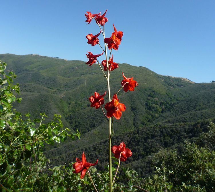 Delphinium cardinale Delphinium cardinale Wildflowers in Santa Barbara
