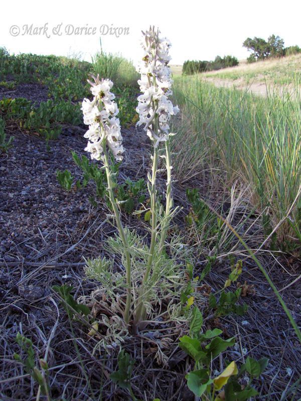 Delphinium carolinianum Wildflowers West Plains Larkspur Delphinium carolinianum