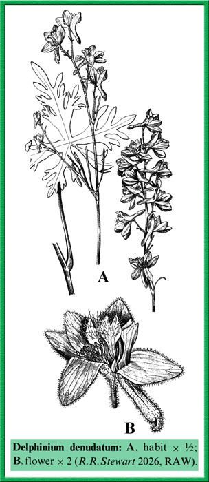 Delphinium denudatum Delphinium denudatum in Flora of Pakistan eflorasorg