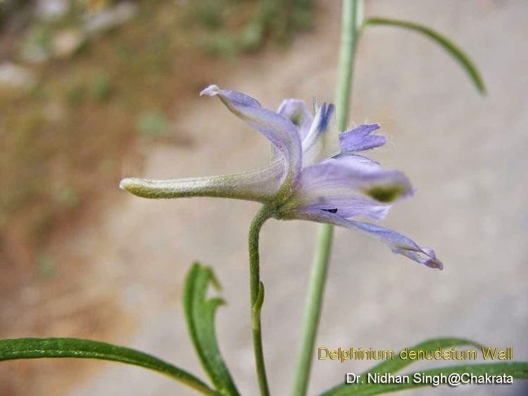Delphinium denudatum Medicinal Plants Delphinium denudatum Nirvisha