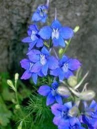 Delphinium denudatum Delphinium Denudatum Buy LarkspurNirmansiJadwar Product on