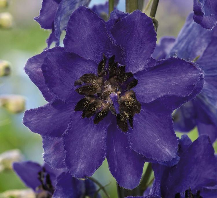 Delphinium elatum Delphinium elatum Magig Fountains Dark Blue Dark Bee Perennial
