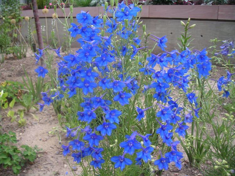 Delphinium grandiflorum Delphinium Grandiflorum Butterfly Ag CMS Training Site