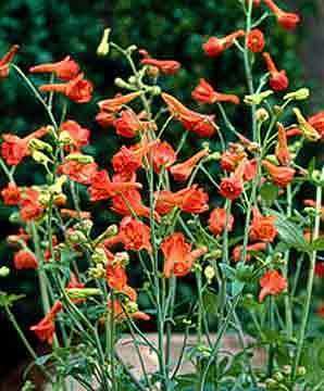 Delphinium nudicaule Delphinium nudicaule 39Redcap39 Specialty Perennials Flower Seeds