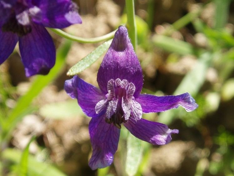 Delphinium Variegatum Alchetron The Free Social Encyclopedia 