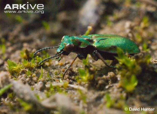 Delta green ground beetle Delta green ground beetle videos photos and facts Elaphrus