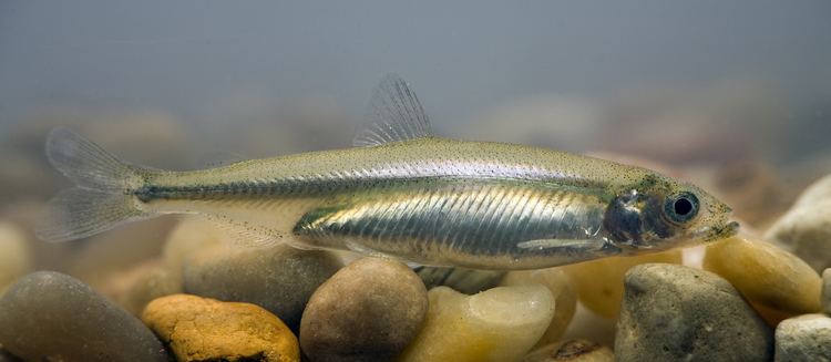 Delta smelt California drought and the Delta Smelt Hydrowonk Blog