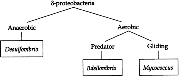 Deltaproteobacteria DeltaProteobacteria