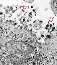 Deltaretrovirus wwwwikiskriptaeuimagesthumb22fHTLV1andHI
