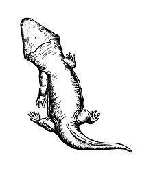 Deltasaurus httpsuploadwikimediaorgwikipediacommonsthu