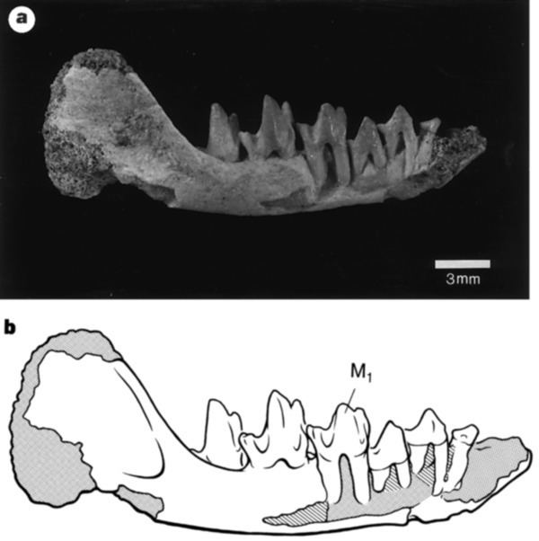 Deltatheridium Implications of Deltatheridium specimens for early marsupial