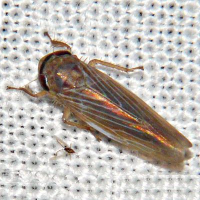 Deltocephalinae Deltocephalinae Leafhopper Chlorotettix necopinus BugGuideNet