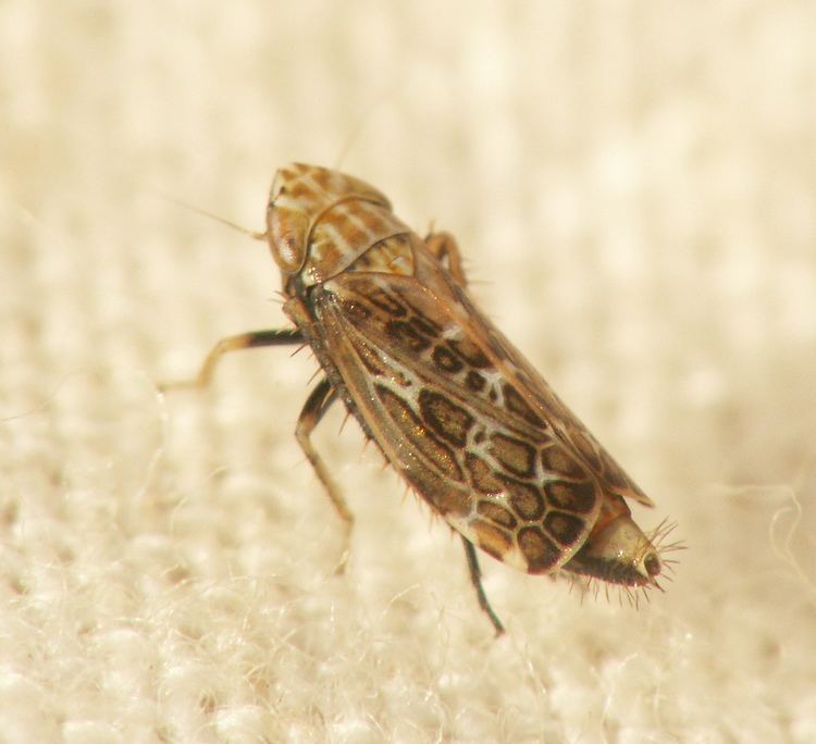 Deltocephalinae Cicadellidae Deltocephalinae Adarrus ocellaris Flickr