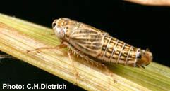 Deltocephalinae The leafhopper subfamily Deltocephalinae