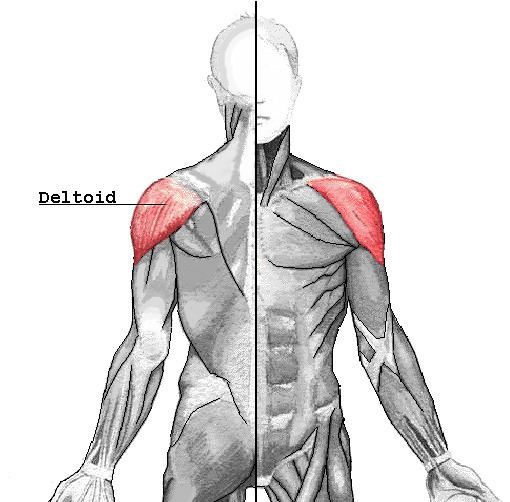 Deltoid muscle