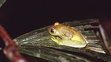 Demerara Falls tree frog httpsuploadwikimediaorgwikipediacommonsthu