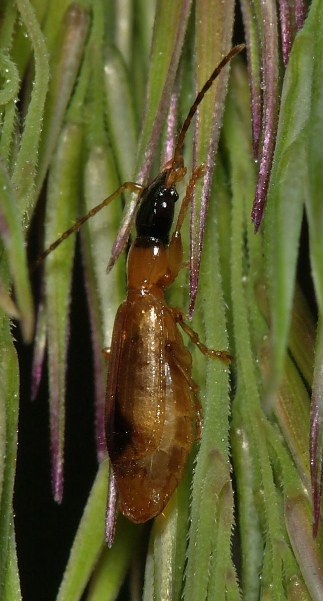Demetrias (beetle)