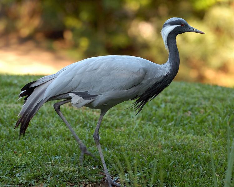 Demoiselle crane Demoiselle crane