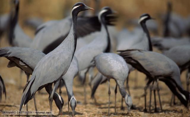 Demoiselle crane BBC Nature Demoiselle crane videos news and facts