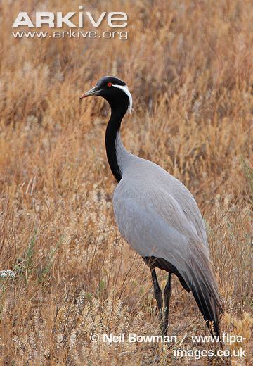 Demoiselle crane Demoiselle crane videos photos and facts Anthropoides virgo ARKive