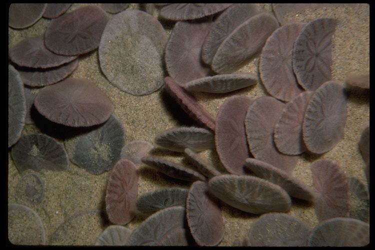 Dendraster excentricus CalPhotos Dendraster excentricus Sand Dollar