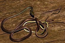 Dendrelaphis bifrenalis httpsuploadwikimediaorgwikipediacommonsthu