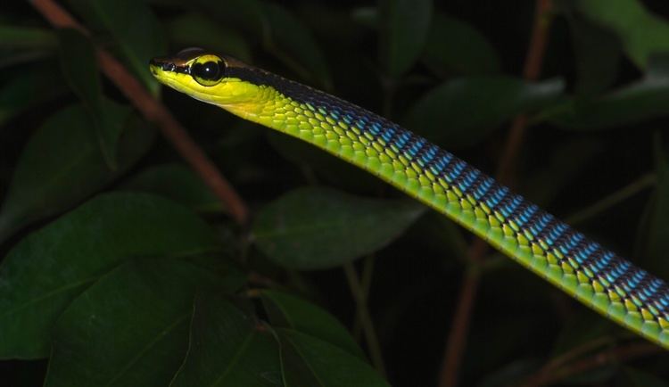 Dendrelaphis cyanochloris FileWall39s Bronzeback Dendrelaphis cyanochloris 8687698577jpg