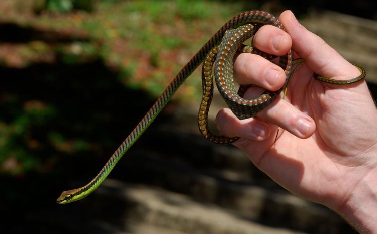 Dendrelaphis cyanochloris FileWall39s Bronzeback Dendrelaphis cyanochloris 8687682815jpg