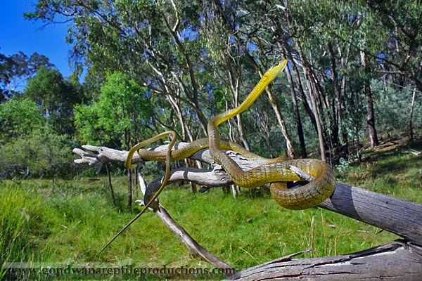 Dendrelaphis punctulatus Common Green Tree Snake Dendrelaphis punctulatus
