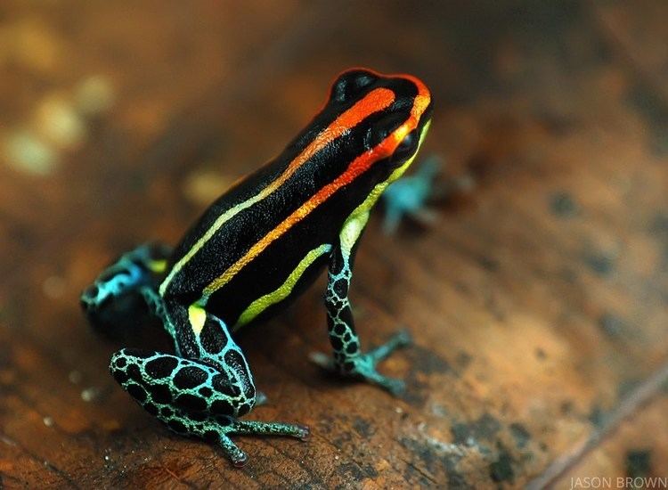 Dendrobates Ranitomeya uakarii Poison Dart Frogs Dendrobatesorg